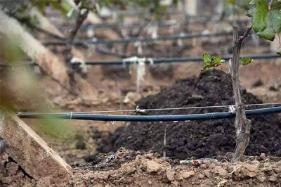 施用有機(jī)肥對(duì)農(nóng)作物的抗逆性有何影響？